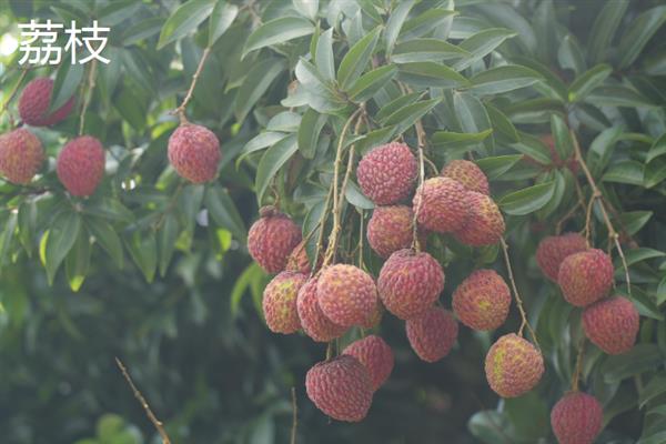 夏天有哪些水果上市，草莓、桃子、荔枝等品种会在此时成熟