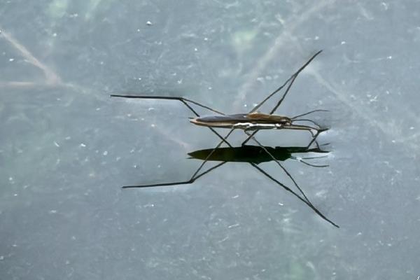 水黾属于益虫还是害虫，是一种益虫、可捕食其它害虫的卵