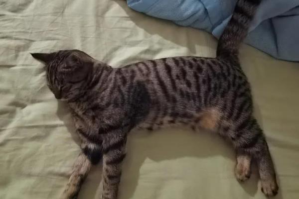 母猫剖腹产后如何照料，术后24小时内每隔15-30分钟喂一次