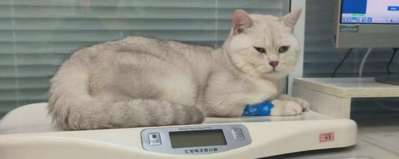 猫咪肾不好有什么注意事项，不能饲喂偏酸、含磷量较多的食物