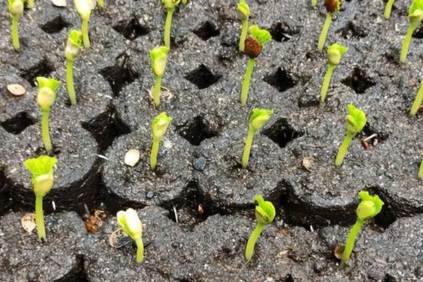 怎么种砍瓜种子，出苗前温度最好能保持在25-30℃