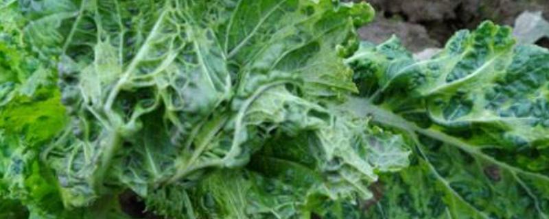 种植大白菜怎么防治病害，防治病毒病可喷施吡虫啉
