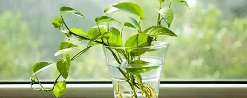 绿萝的水栽方法，生根后每隔7天换一次水