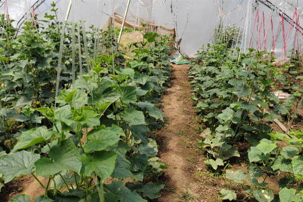 如何才能控制黄瓜疯长，生长发育的适宜温度为25-30℃
