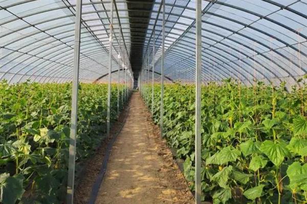 如何才能控制黄瓜疯长，生长发育的适宜温度为25-30℃