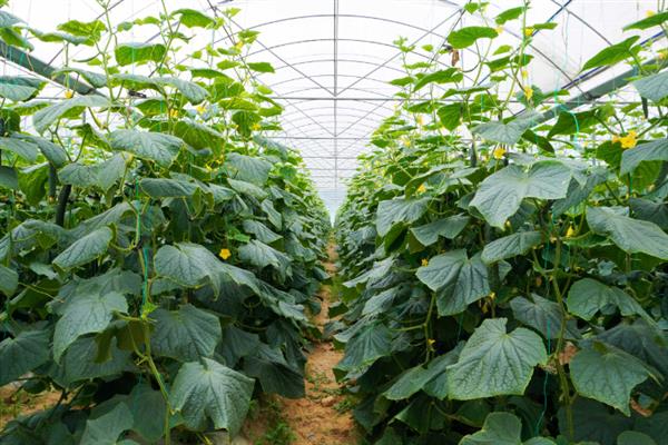 如何才能控制黄瓜疯长，生长发育的适宜温度为25-30℃
