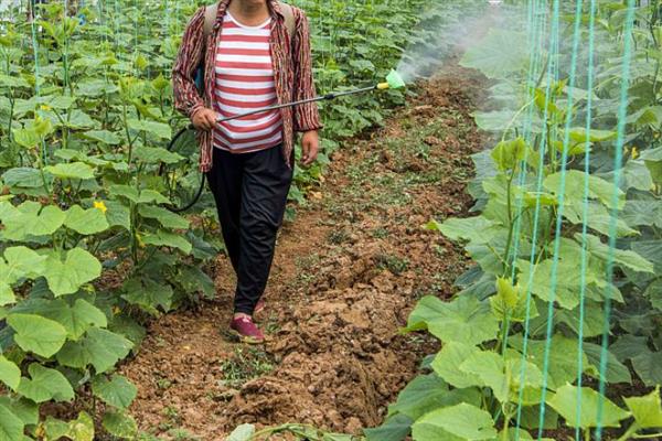 如何才能控制黄瓜疯长，生长发育的适宜温度为25-30℃