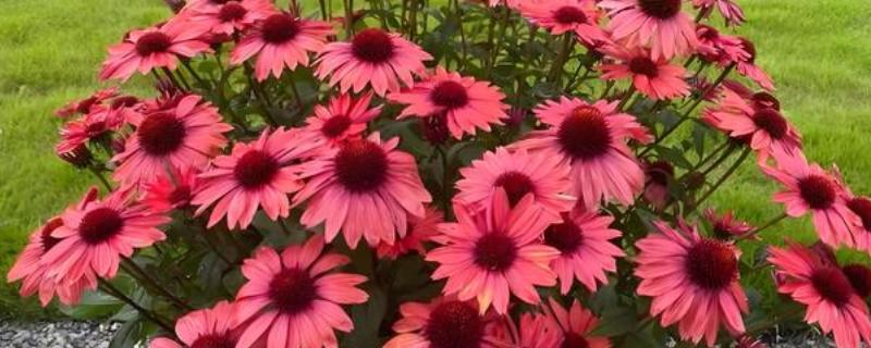 松果菊花期什么时候，花期在每年的六到九月份