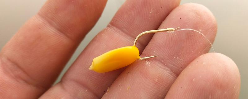 冬季用嫩玉米钓鱼好不好，鱼儿食欲下降垂钓效果一般