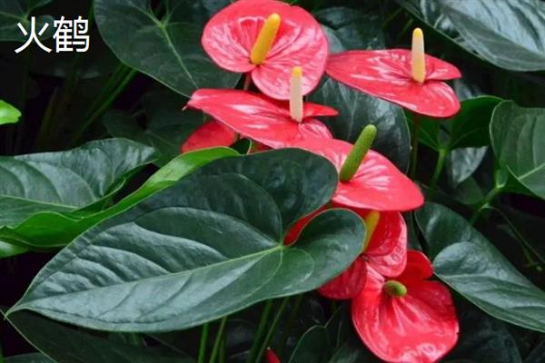 火鹤花与红掌有什么区别，外观、颜色、分布区域等方面均不同