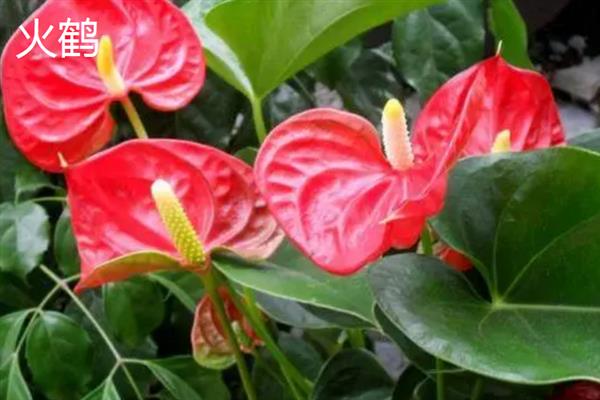 火鹤花与红掌有什么区别，外观、颜色、分布区域等方面均不同