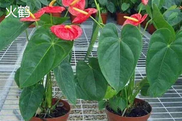 火鹤花与红掌有什么区别，外观、颜色、分布区域等方面均不同