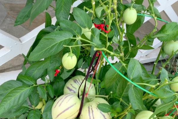 人参果苗几年结果，种植的2-3年后才会结果