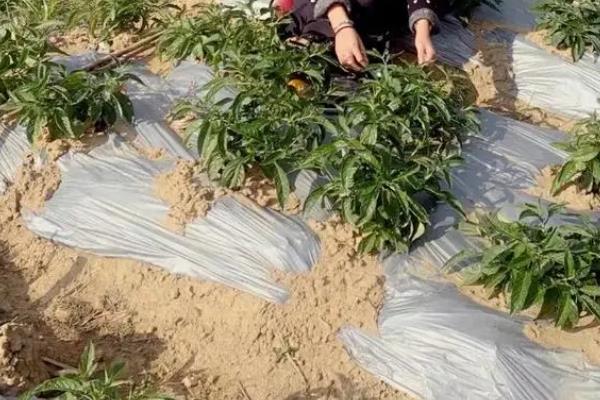 人参果苗几年结果，种植的2-3年后才会结果