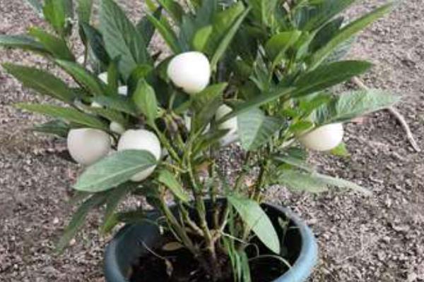 人参果苗几年结果，种植的2-3年后才会结果