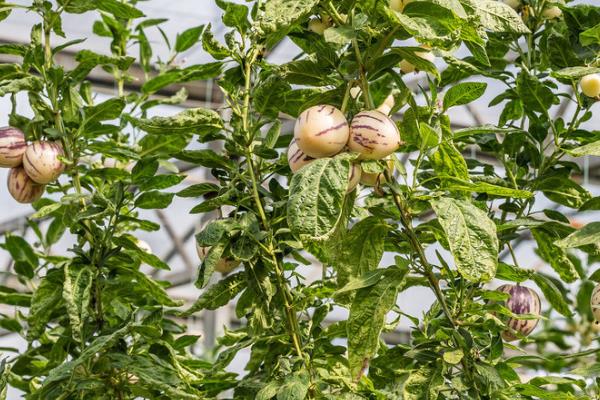 人参果苗几年结果，种植的2-3年后才会结果