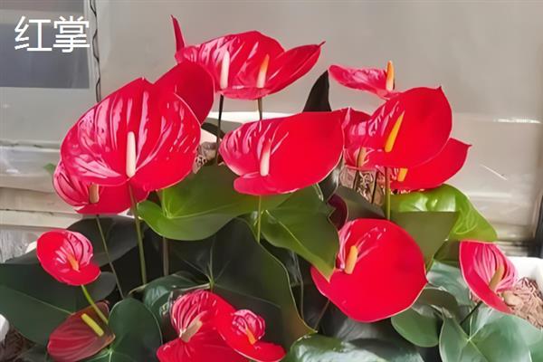 火鹤花与红掌有什么区别，外观、颜色、分布区域等方面均不同