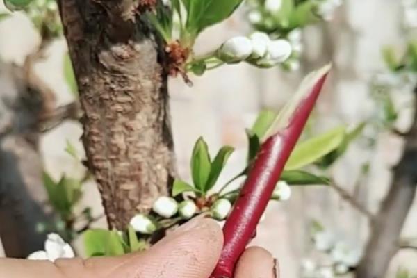 李子树怎么嫁接，将接穗削成楔形再插入砧木的劈口中