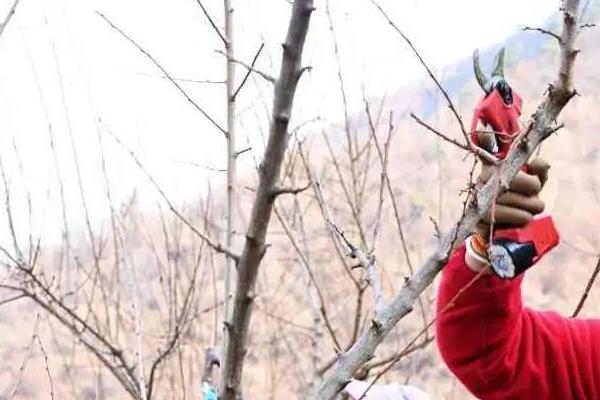 李子树怎么嫁接，将接穗削成楔形再插入砧木的劈口中