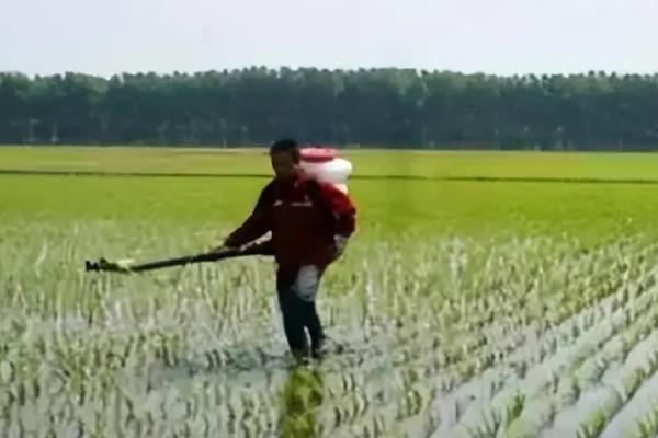 水稻如何科学施肥，可采用以下2种方法
