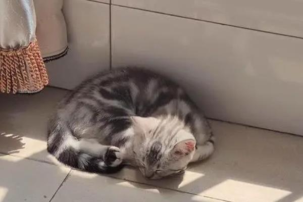 如何判断猫是否患上关节炎，可以从以下4点分辨