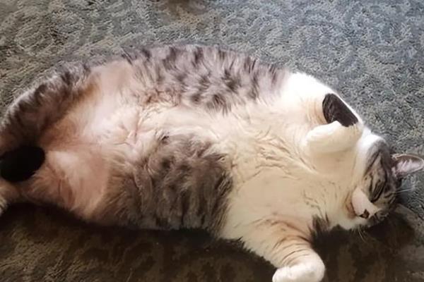 如何判断猫是否患上关节炎，可以从以下4点分辨