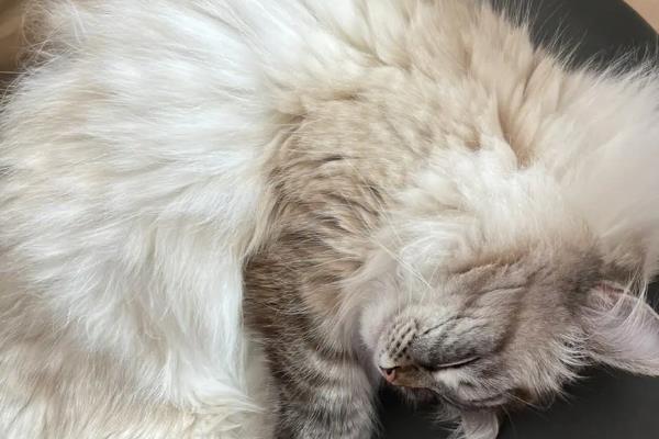 如何判断猫是否患上关节炎，可以从以下4点分辨