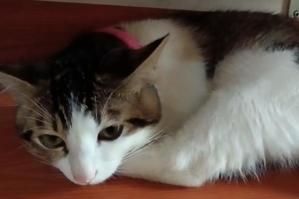 如何判断猫是否患上关节炎，可以从以下4点分辨