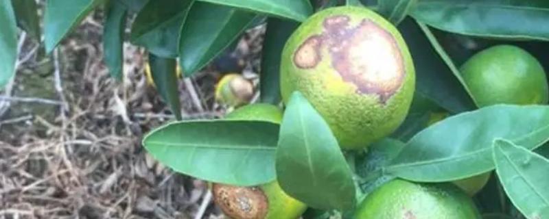 柑橘急性炭疽病发生的主要原因，树体抵抗力下降是主要原因
