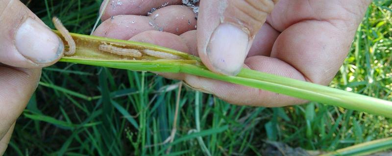 水稻钻心虫用什么药防治，可使用阿维菌素、茚虫威等