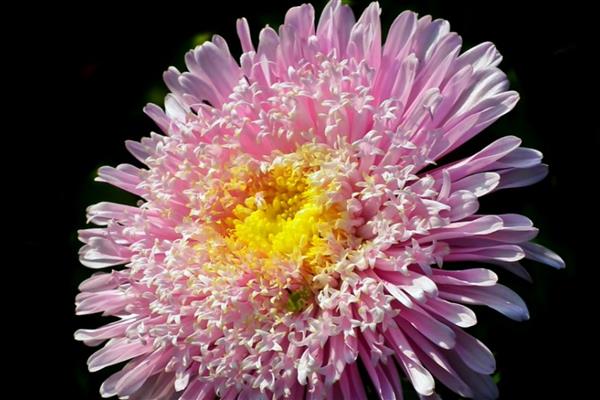 翠菊的花语是什么，寓意默默守护、坚定不移等