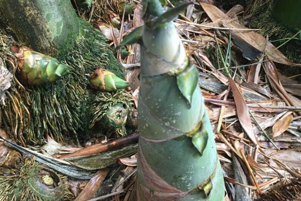 笋的主要品种有哪些，以毛竹笋、早竹笋、尖头青笋等品种为主