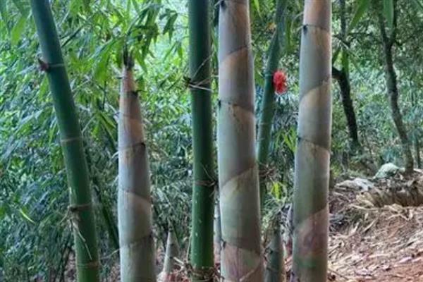 笋的主要品种有哪些，以毛竹笋、早竹笋、尖头青笋等品种为主