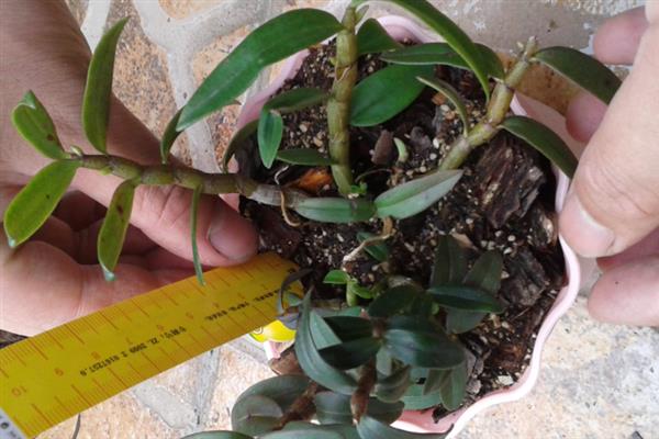 怎么种植铁皮石斛，对种子消毒并浸泡生根水、晾干后再播种