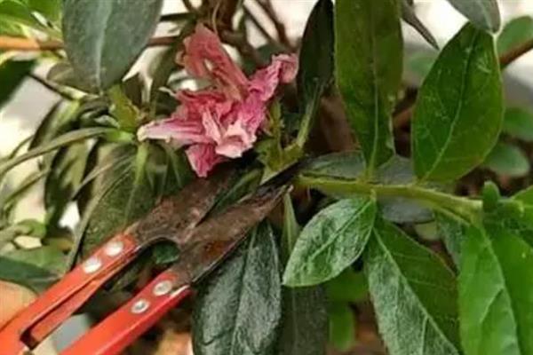 杜鹃花的修剪时间，通常在春季4-5月左右进行