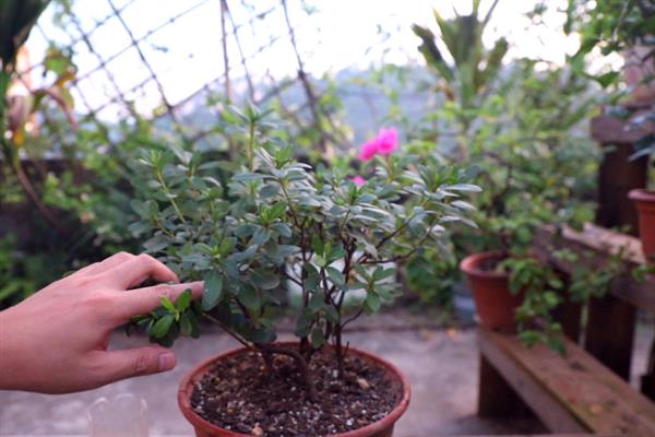杜鹃花的修剪时间，通常在春季4-5月左右进行