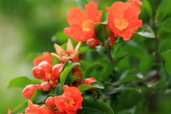 避免石榴花掉落的方法，花期要让土壤保持微湿状态