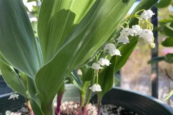 春天适合种什么花，可以种月季花、三角梅等