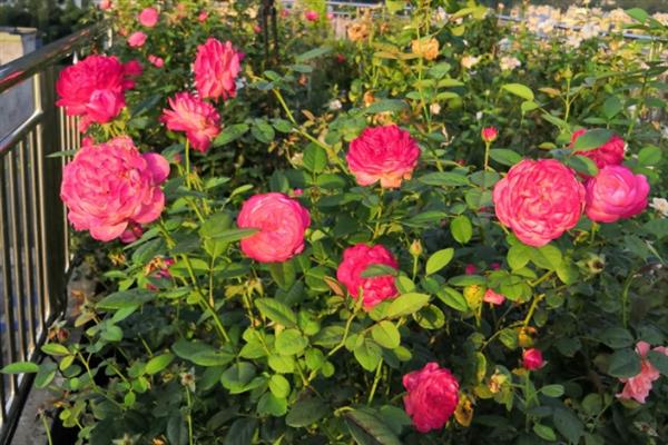 春天适合种什么花，可以种月季花、三角梅等