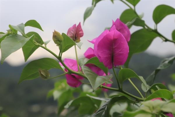 春天适合种什么花，可以种月季花、三角梅等