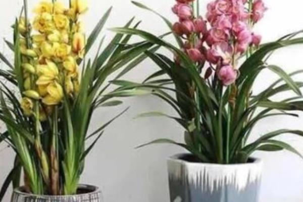 惠兰的开花时间，一般为3-5月份