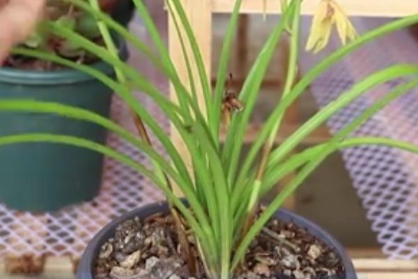 惠兰的开花时间，一般为3-5月份