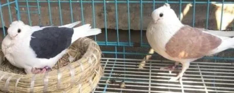 鹤秀鸽子是哪个地方的品种，产地为山东省