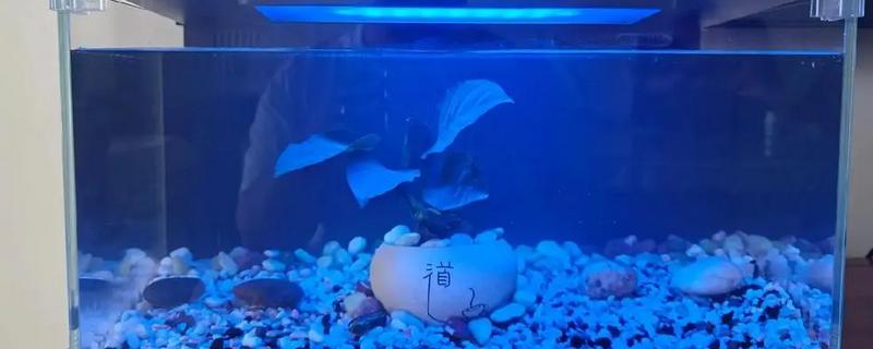 鱼缸怎么开缸，逐一进行消毒、注水、培菌、放鱼