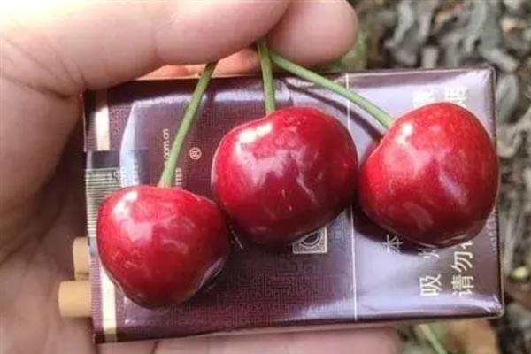哪些大樱桃比较耐寒，先锋、红灯、莫利等品种具有较强的耐寒性