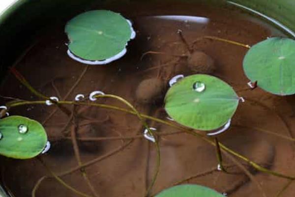 碗莲怎么水培，将根部按入泥土中再加水