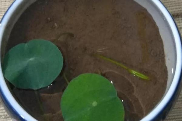 碗莲怎么水培，将根部按入泥土中再加水