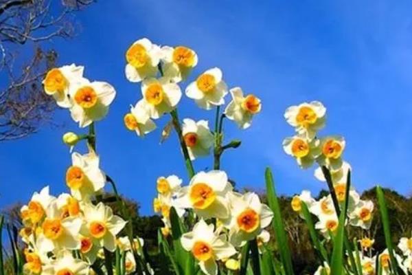 水仙花属于什么地方的市花，在漳州市被当作市花