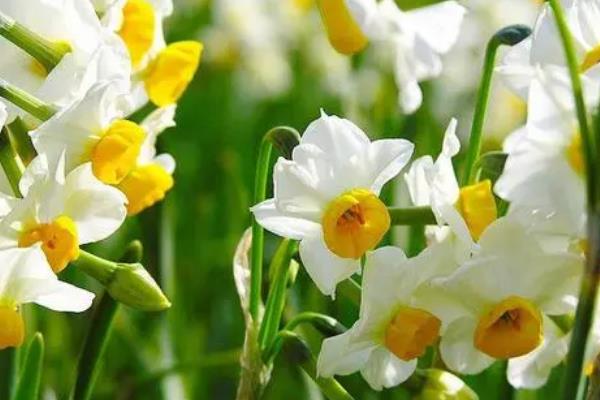 水仙花属于什么地方的市花，在漳州市被当作市花