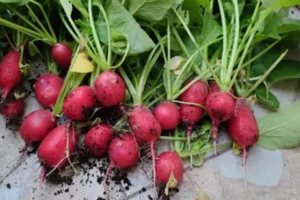 春天可以种什么菜，茄子、西红柿、黄瓜等品种均可在此时栽培
